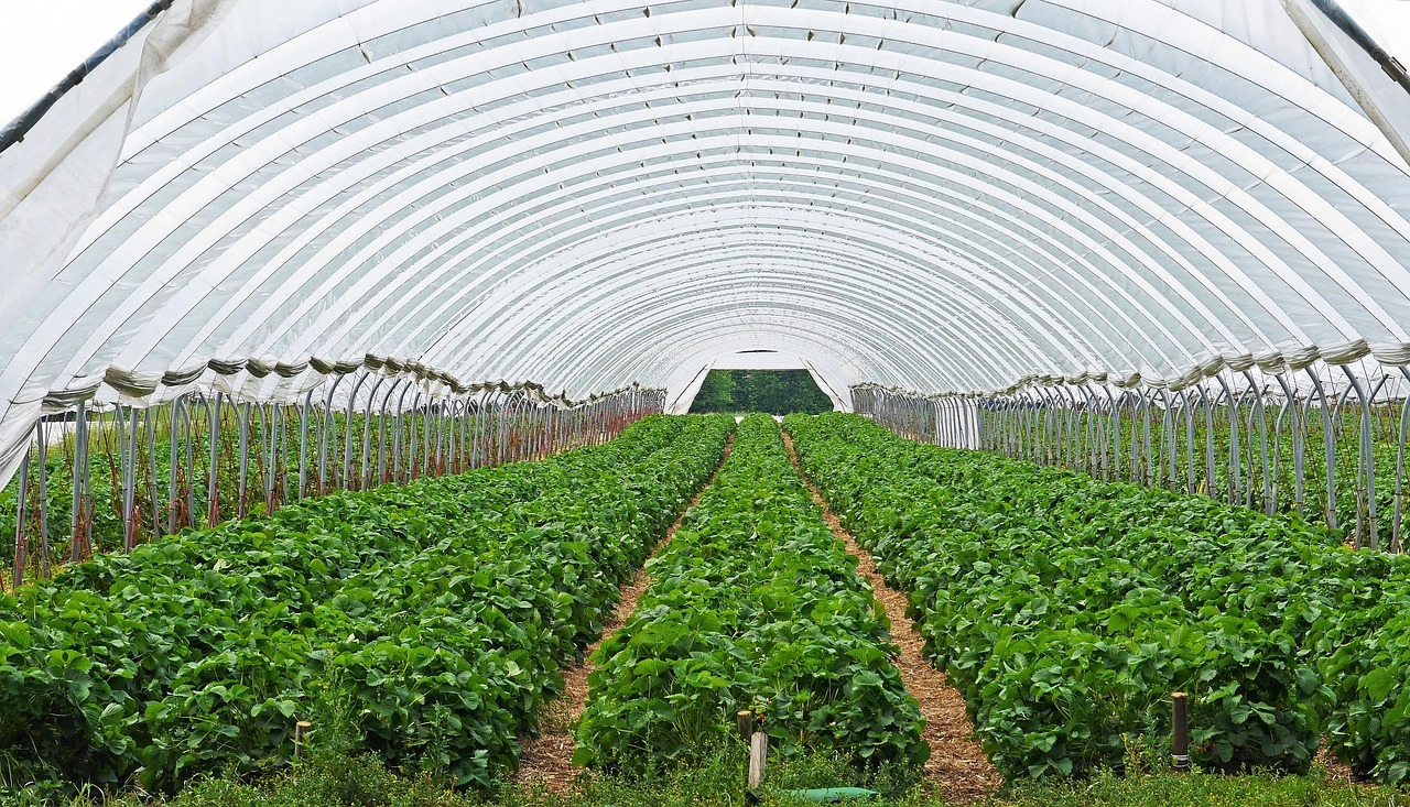 hpgruesen-strawberry-field-3318639_1280