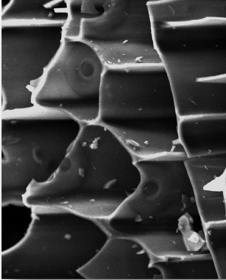 biochar-1