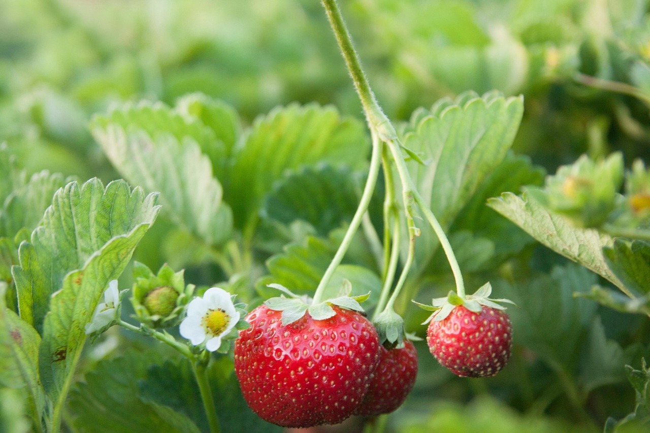 maliaroestiphotography-strawberries-5043646_1280